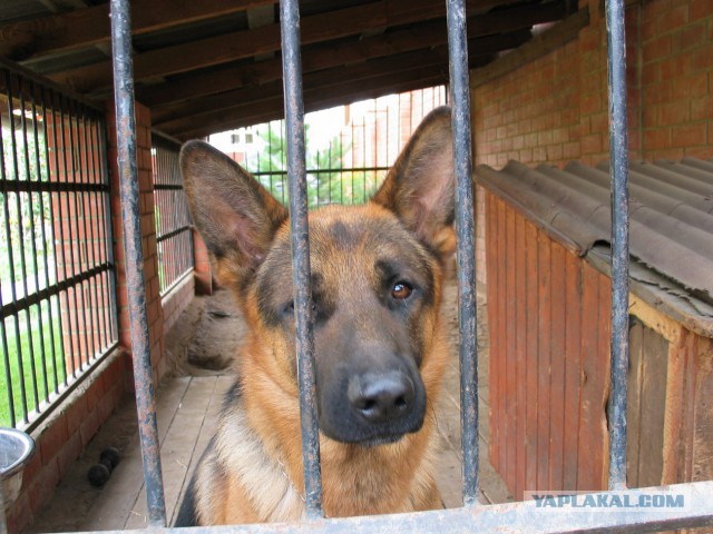 Будка для собаки своими руками.