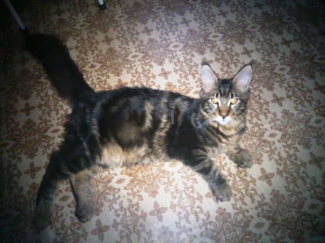 Небольшой фото-отчет ко втонику: мейн-кун Шелдон Купер