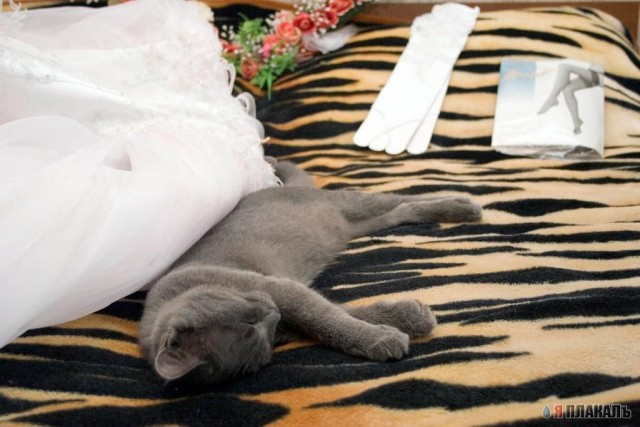 Коты, кошки, котята