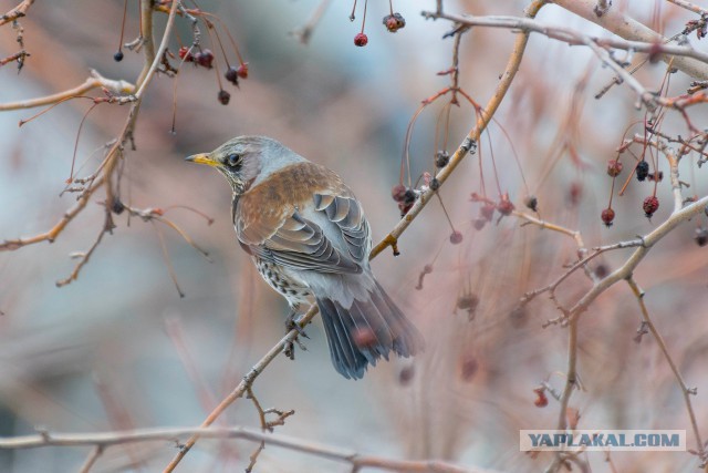 Каких птиц вы видите в городе?