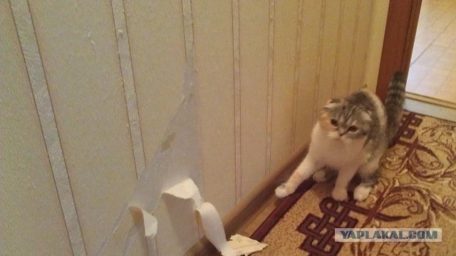 Животные, которые понятия не имеют, откуда взялся этот беспорядок
