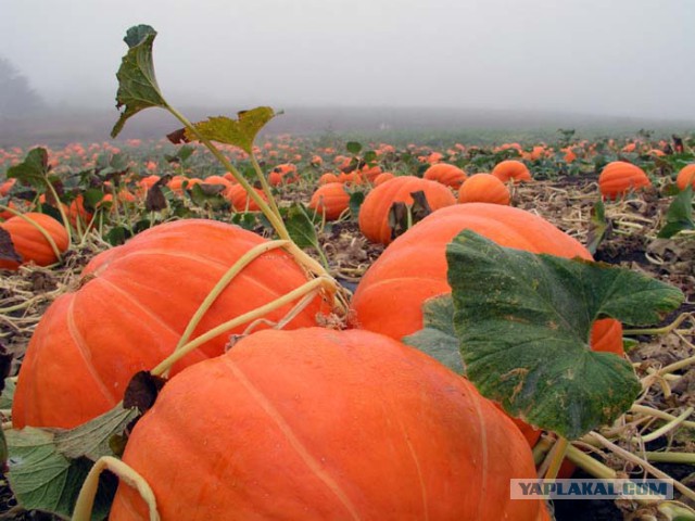 Как выглядели наши любимые продукты до того, как их собрали ч.2