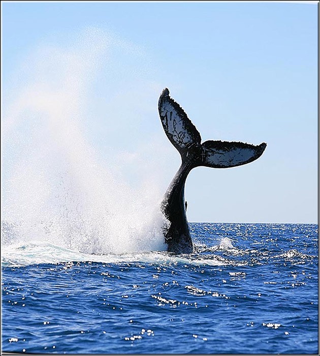 Свирепая мощь природы - фонтаны китов (6 фото)