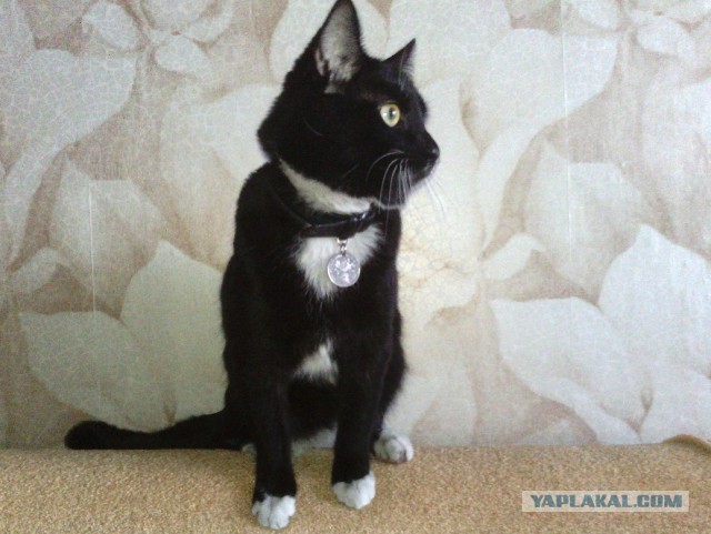 Кот мешает читать ЯП
