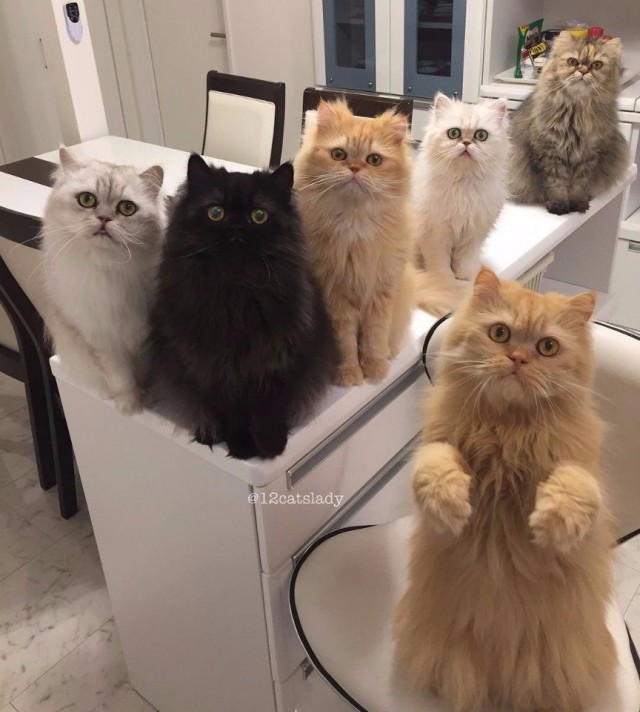 Коты из сети