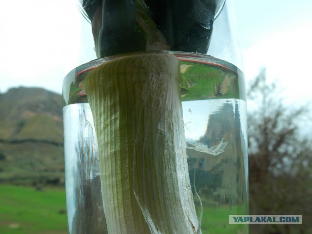 Фуршетный закусочный стол