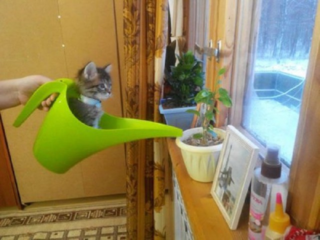 Котовторник 27.12.2016