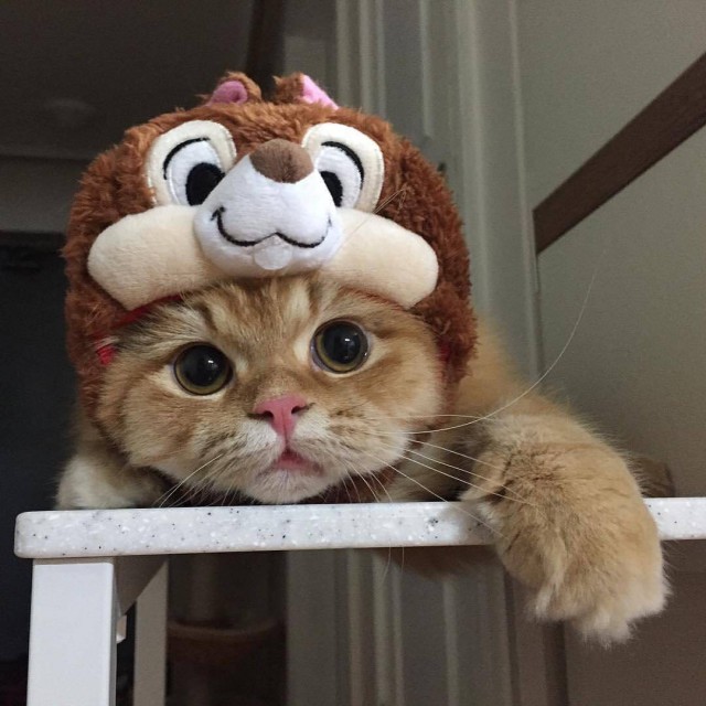 Коты из сети