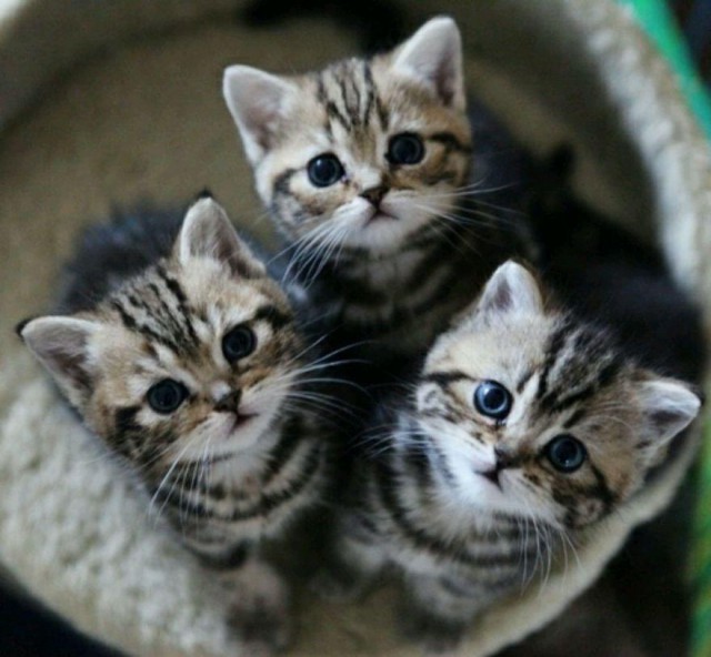 Коты и Кошки