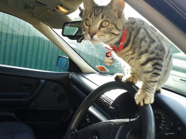 Коты и Кошки