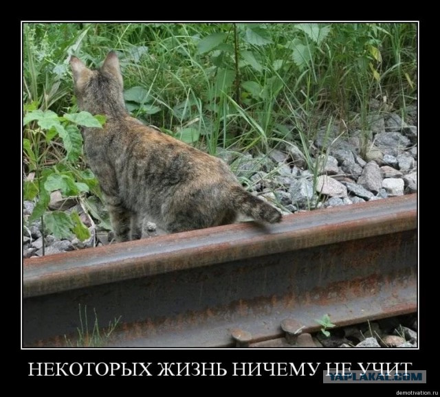 Спасение кошки из гаражного плена