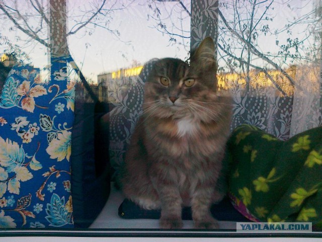Котовторник 07.11.2017
