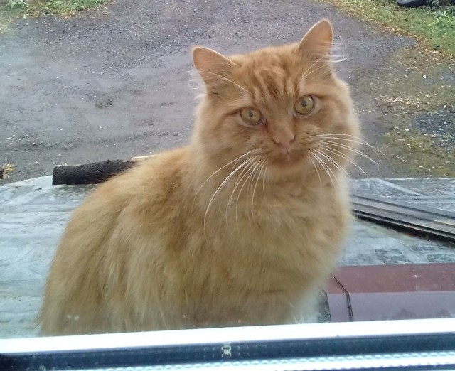 Котовторник