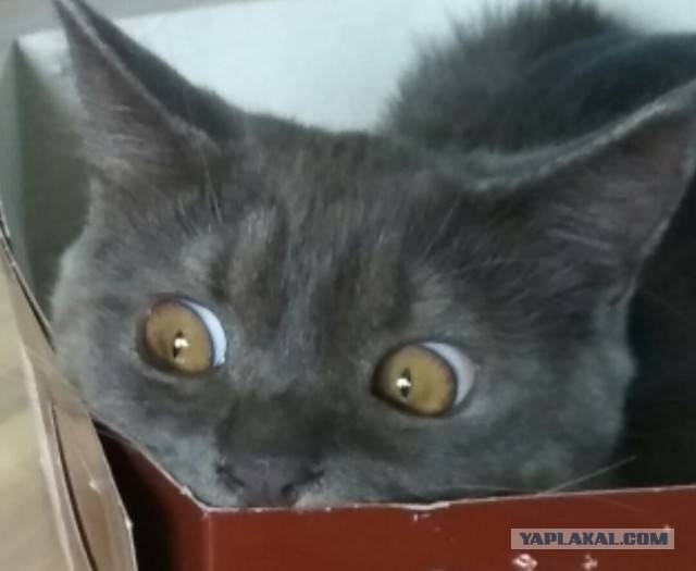 Котовторник!