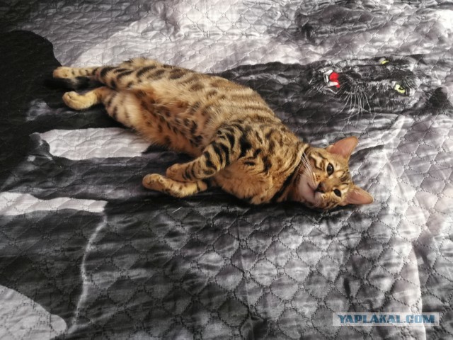 Котовторник 9.01.2018