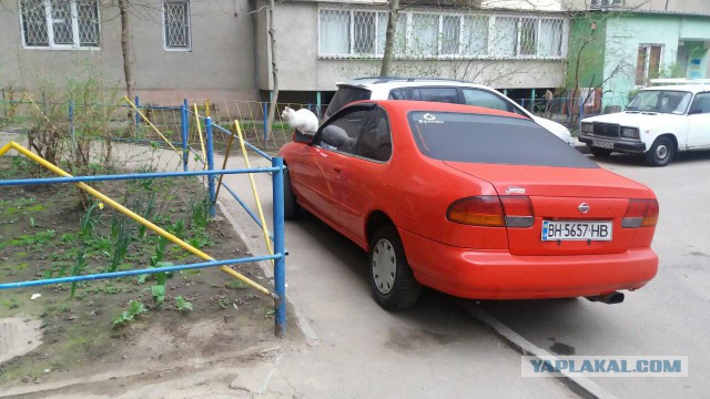 Котовторник ждали? А вот и он!