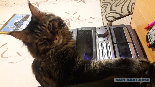 Котовторник