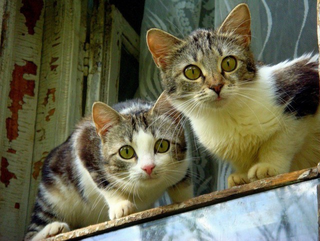Кот без прикрас
