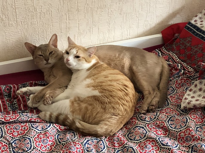 Котовторник  31.07.2018