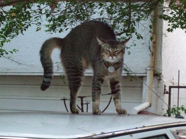 А как же котовторник?