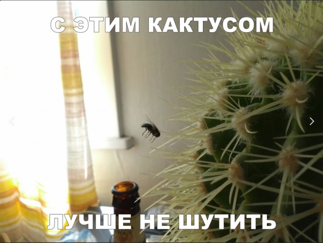 Нестандартный юмор