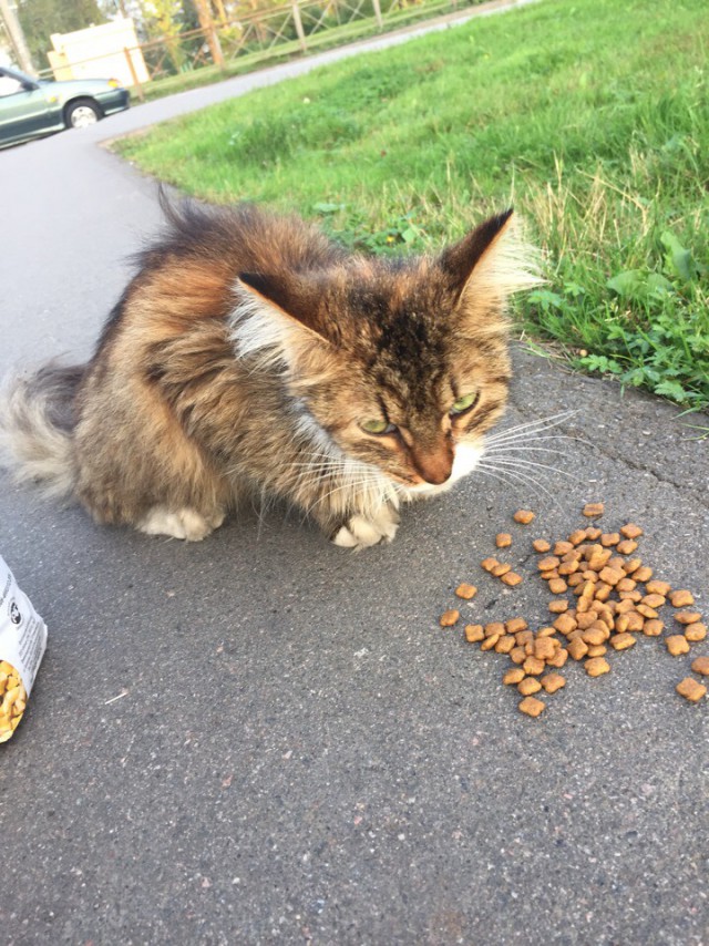 Прикольных котов пост