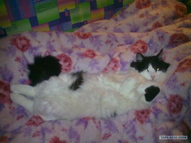Коты, кошки и котята