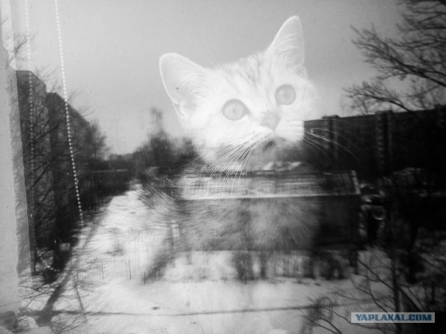 Котейкин вторник! Космический 12.04!