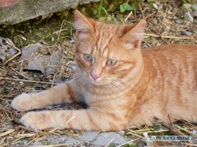 Котовторник