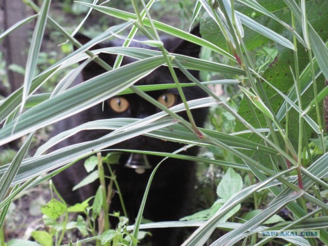 Котовторник с Максом