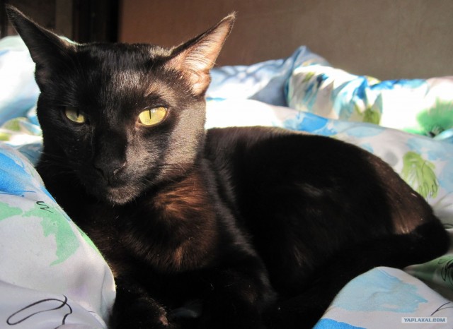 Котовторник (14.02.2012)