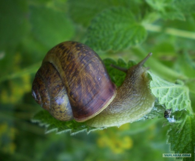 Макро. Из жизни насекомых или не копипастом единым