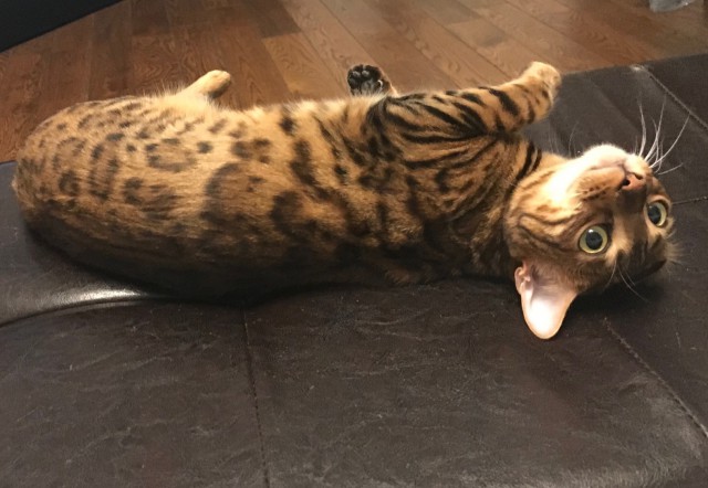 Котовторник 22.01.2019.