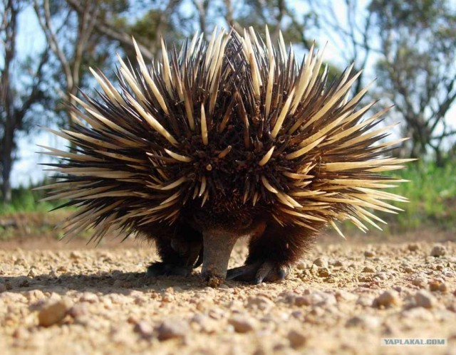 Очень острый опыт бульдожки