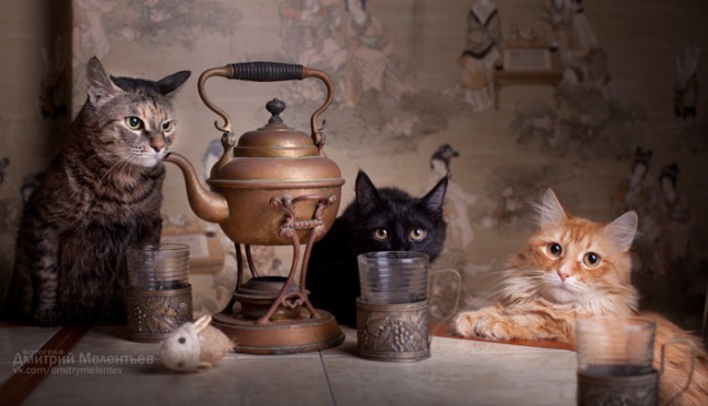 Котовторник 19.02.2013