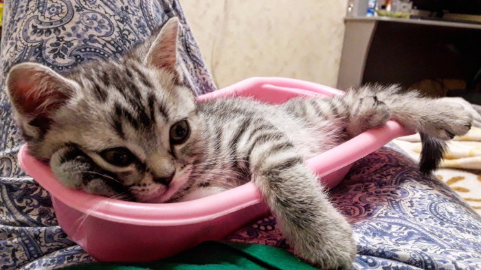 С Днём кошки!