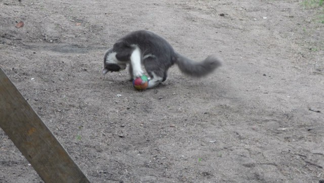 Котовторник! начнем? 04.06.19