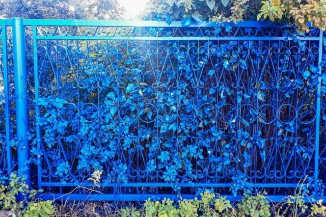 У коммунальщиков Выксы проснулся творческий запал. Они покрасили школьный забор в синий цвет вместе с растениями
