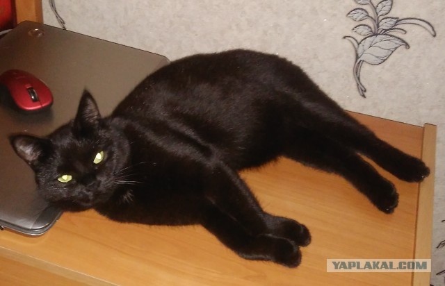 Paзнoвиднocти тьмы