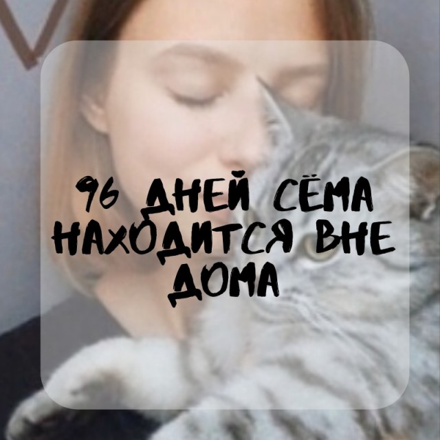Помогите вернуть кота! Приют "Преданное сердце" украл кота и не отдает!-2