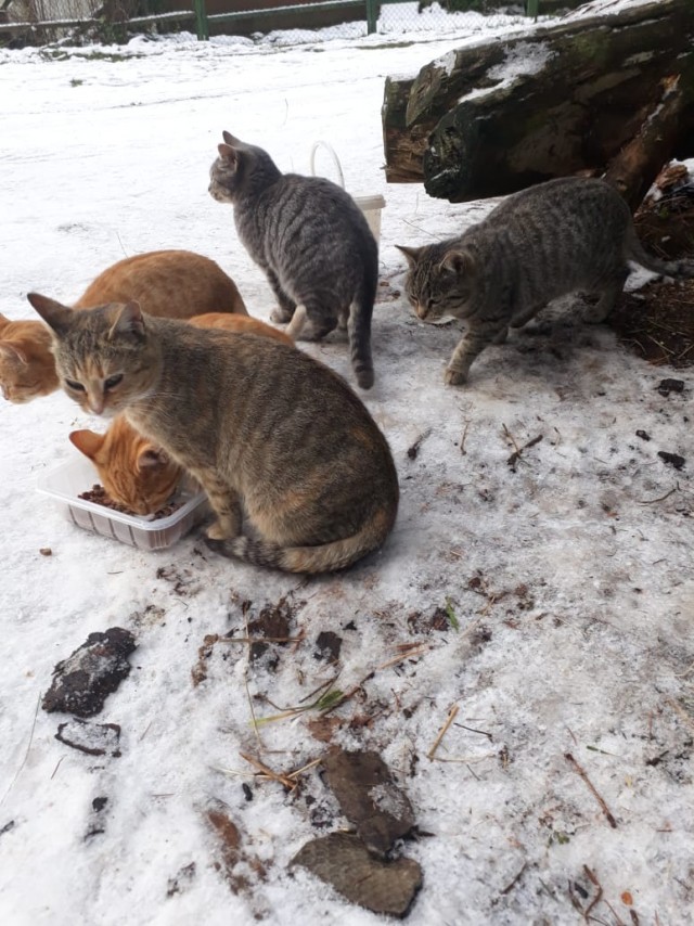 Забавные картинки с котами из сети