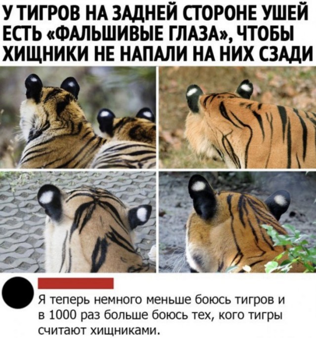 Комментарии к постам в разных группах, которые вызвали улыбку