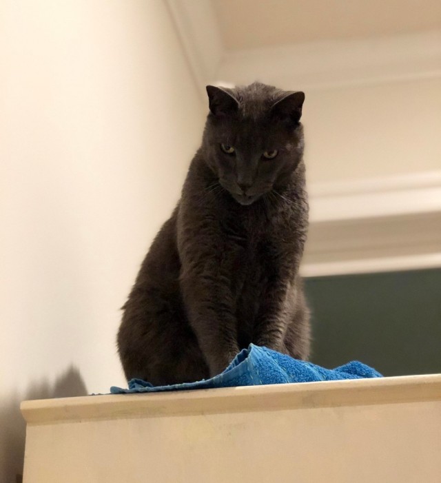 Коты из сети