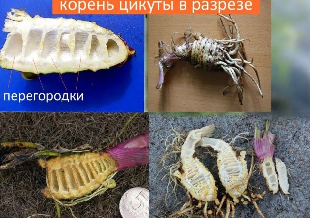 Отведал корешков...