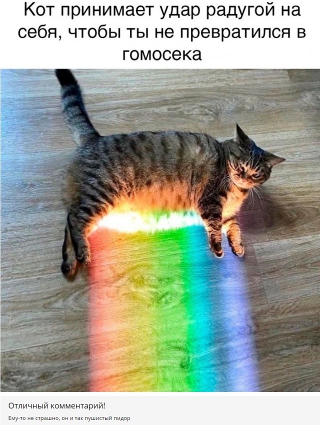 Смешные коты 25.08.20