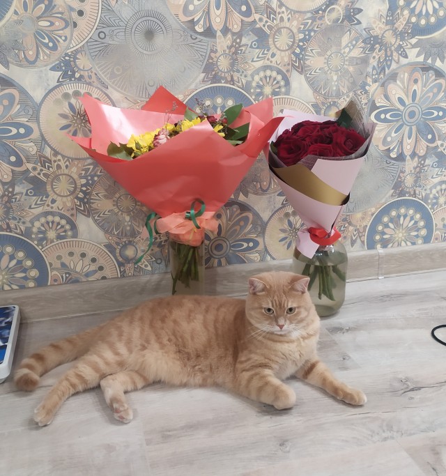 По просьбам в теме ниже. Реальный котовторник!