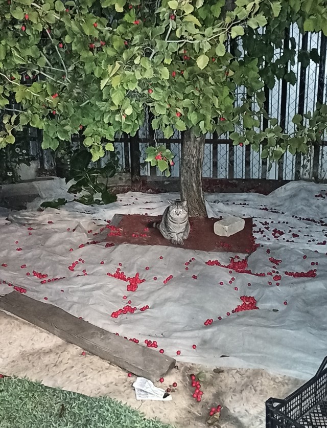 Котовторник 13.10.2020