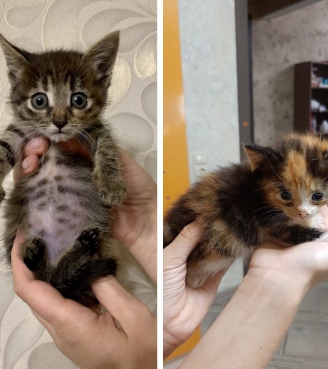 Пироги из котят