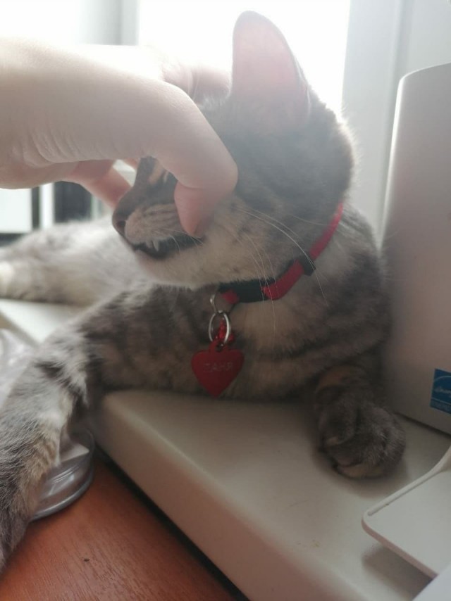 Котовторник. Поговорим о кличках, друзья