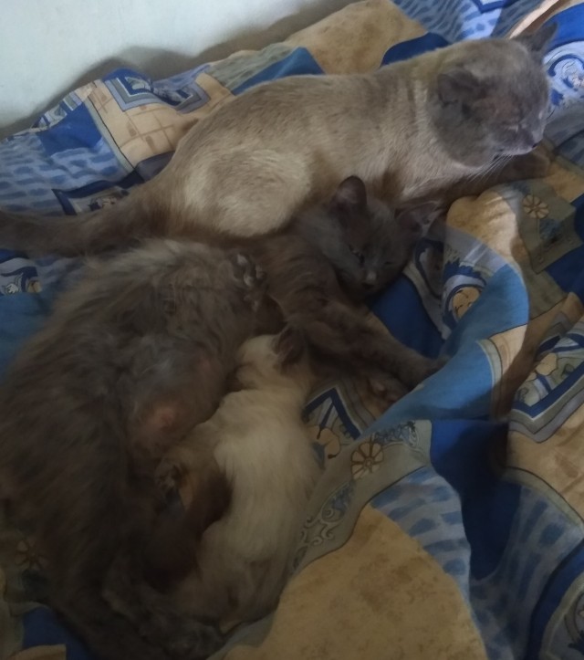 Погнали! С котовторником, други!